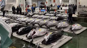 Dev orkinosa milyon dolarlık teklif! Rekor fiyata satıldı