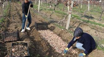 Kariyerini bıraktı, girdiği tarlada 'beyaz altın' buldu