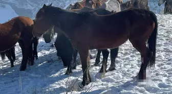 Kars'ta 15 atı ayaklarından vurdular