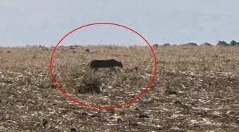 Türkiye'nin en zor görülen hayvanı! Bu kez Şırnak'ta görüntülendi