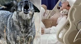 Sokak köpeklerinin ağır yaraladığı Tunahan'ın ailesine, 5 milyon TL manevi tazminat ödenecek