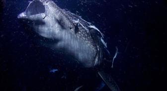 Dünyanın en büyük deniz yılanı! Boyu 12 metreden uzun, köpekbalıklarıyla besleniyor