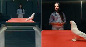 Duyan kulaklarına inanamadı! Bu güvercin tam 2 araba fiyatına satıldı