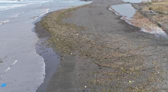 Denizin dibinden çıktı, tüm sahili kapladı