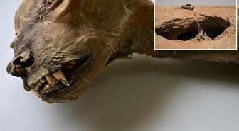 Suudi Arabistan'da bir mağarada 7 mumyalanmış çita bulundu