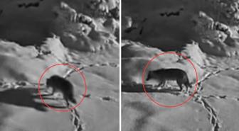 Aç kalan kurt mezraya indi