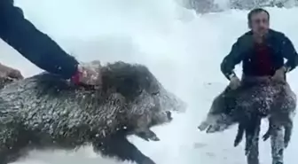 Eliyle domuz yakalayan vatandaşın cezası iptal edildi