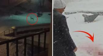 Gece yarısı köye inen kurtlar, katliam yaptı