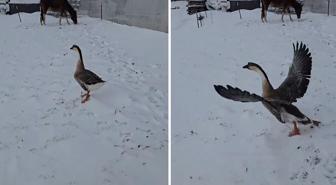 3 bin 500 TL verip kaz aldı, sonu büyük hüsranla bitti