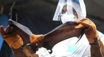 Yarasalardan bulaşıyor, 24 saat içinde komaya sokuyor! Belirtisi yok