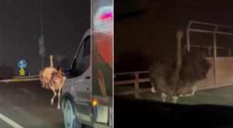 Deve kuşu trafiği altüst etti