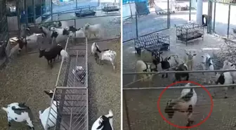 Kamera görüntülerini izleyen çiftlik sahibi gördüklerine inanamadı