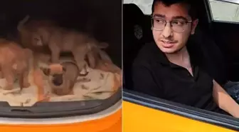 İstinaf, köpekleri istismar edip öldüren doktor hakkında verilen kararı bozdu