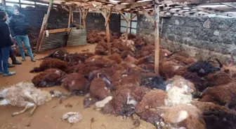 Sabah ahırına giden vatandaş, gördüğü manzara karşısında yıkılıp kaldı