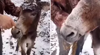 Bu görüntüler vicdanları sızlattı! Ağzını telle bağlayarak ölüme terk ettiler