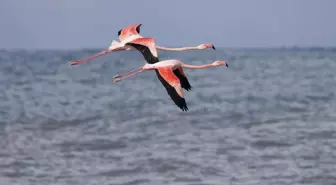 Mumbai değil Kastamonu! Vatandaşlar hemen telefona sarıldı