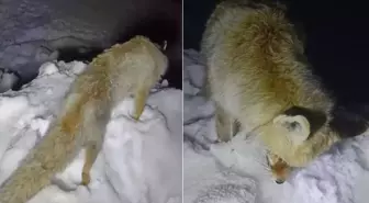 Yıllarca anlatılan efsane gerçek oldu