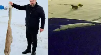 Kurtları en iyi anlatan video! Köpekten geriye bu kaldı