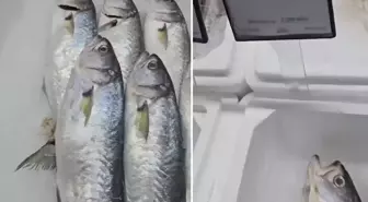 Markette satılan balığın fiyatını duyunca büyük şaşkınlık yaşadı