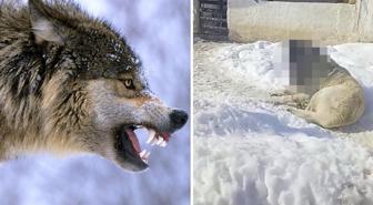 Görüntüye tepki yağıyor: Kurtla boğuşan kangalın son haline bakın