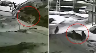 Görüntü Türkiye'nin bir ucundan: Sahibi köpeğin yakarışlarını duymayınca acı son kaçınılmaz oldu