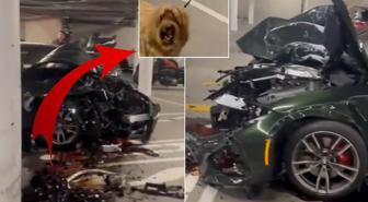 Lüks aracı otoparkta pert etti, köpek bile neye uğradığını şaşırdı