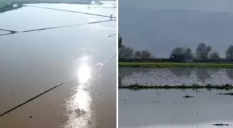 Büyük Menderes Nehri'nde taştı, 2 bin dönüm tarım arazisi sular altında kaldı