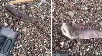 Amatör balıkçıların oltasını yavru köpek balığı takıldı