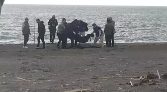 Sahilde kan donduran manzara! Yürürken fark edip telefona sarıldı