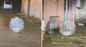 Afrika'nın en tehlikeli kirpisi Aydın'da görüntülendi