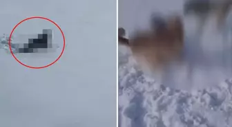 Köylüleri şaşkına uğratan hayvan! Çoban köpekleri anında parçaladı