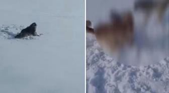 Aç kaldığı için köye inen kurt-köpek melezi hayvanın acı sonu