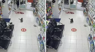 Avcılar'da 3 çocuk veterinere torpil attı; içerideki hayvanların kaçıştığı anlar kamerada