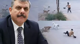 Yeni İçişleri Bakanı Mustafa Çiftçi'nin sokak köpekleri konusunda tavrı net