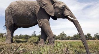 Fil hortumundaki kedi bıyıklarının sırrı çözüldü