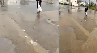 Gökten asfalta balık yağdı, poşetini kapan topladı