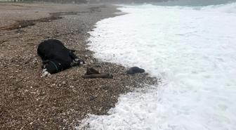 Kenti sel aldı, dünyaca ünlü sahilde kıyıya dana vurdu