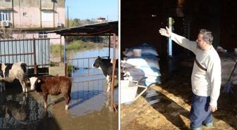 Antalya'da sağanak yağış hayatı felç etti! Mahsur kalan hayvanlar kurtarıldı