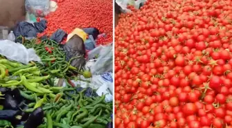 Sapasağlam sebzeleri çöpe attılar