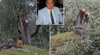 Milas'taki zeytinlik katliamında istifa geldi