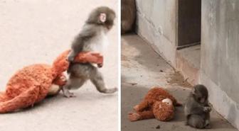 Annesi tarafından terk edilen maymun viral oldu! Aradığı şefkati peluş oyuncakta buldu