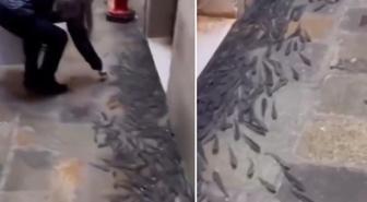 Ülkede şoke eden görüntü! Balıklar sokaklara taşındı