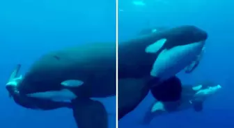 Denizlerin efendisi kim? Orkalar köpekbalığını saniyeler içinde parçaladı