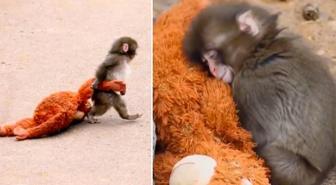 Milyonların yüreğine dokunan bebek maymun Punch'ın bakıcısı konuştu: Yalnızlık çekiyor