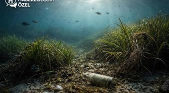 Nesli tükenmeye başladı! Etkisi sandığımızdan büyük