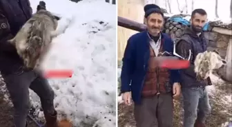 Ahıra giren çoban, devasa tavşan ile karşılaştı