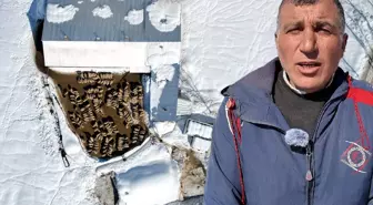 Köyüne döndü; 100 koyunu 4 yılda 680'e çıkardı