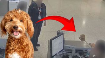 ABD'de skandal olay! Uçağa binebilmek için köpeğini terk etti