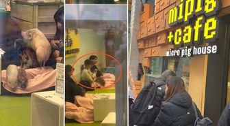 Japonya'da bir Türk'ün şaşkınlığı: Domuzlarla kahve keyfi
