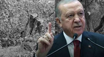 Cumhurbaşkanı Erdoğan'dan Milas'taki zeytin ağacı katliamına sert tepki: İzin vermeyeceğiz
